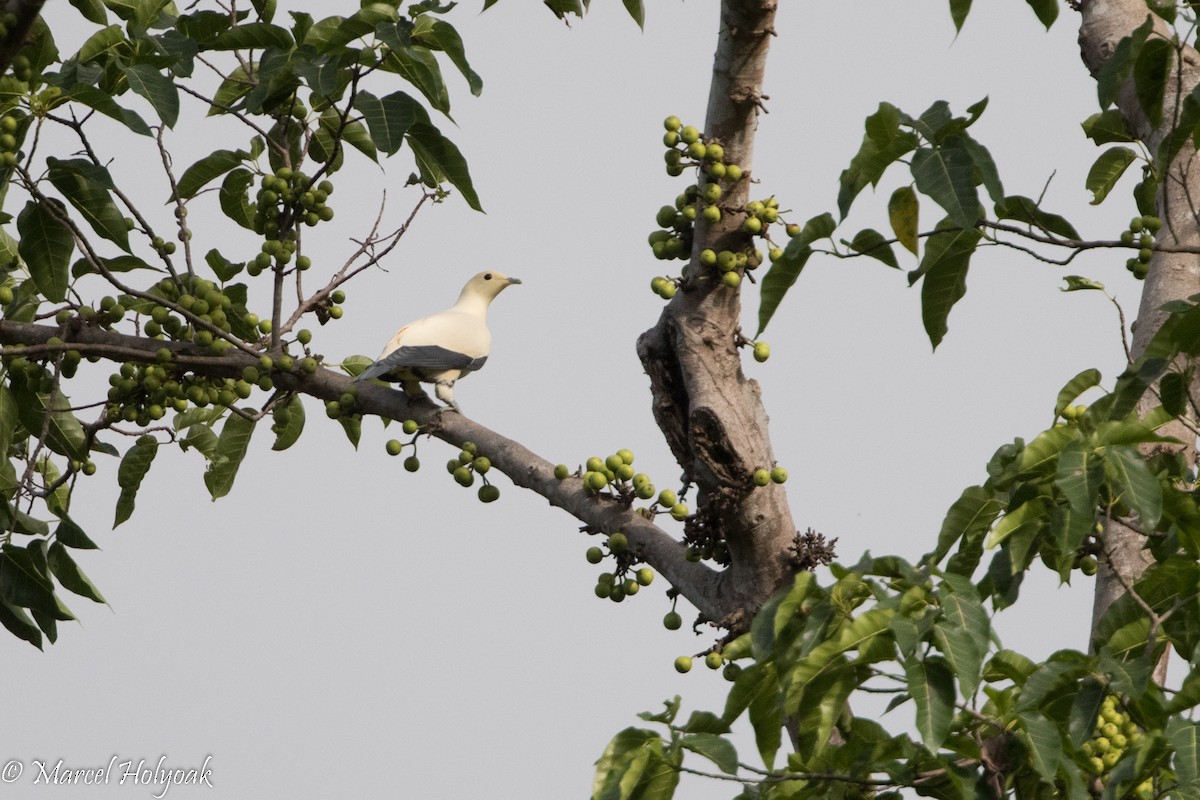 Pied Imperial-Pigeon - Marcel Holyoak