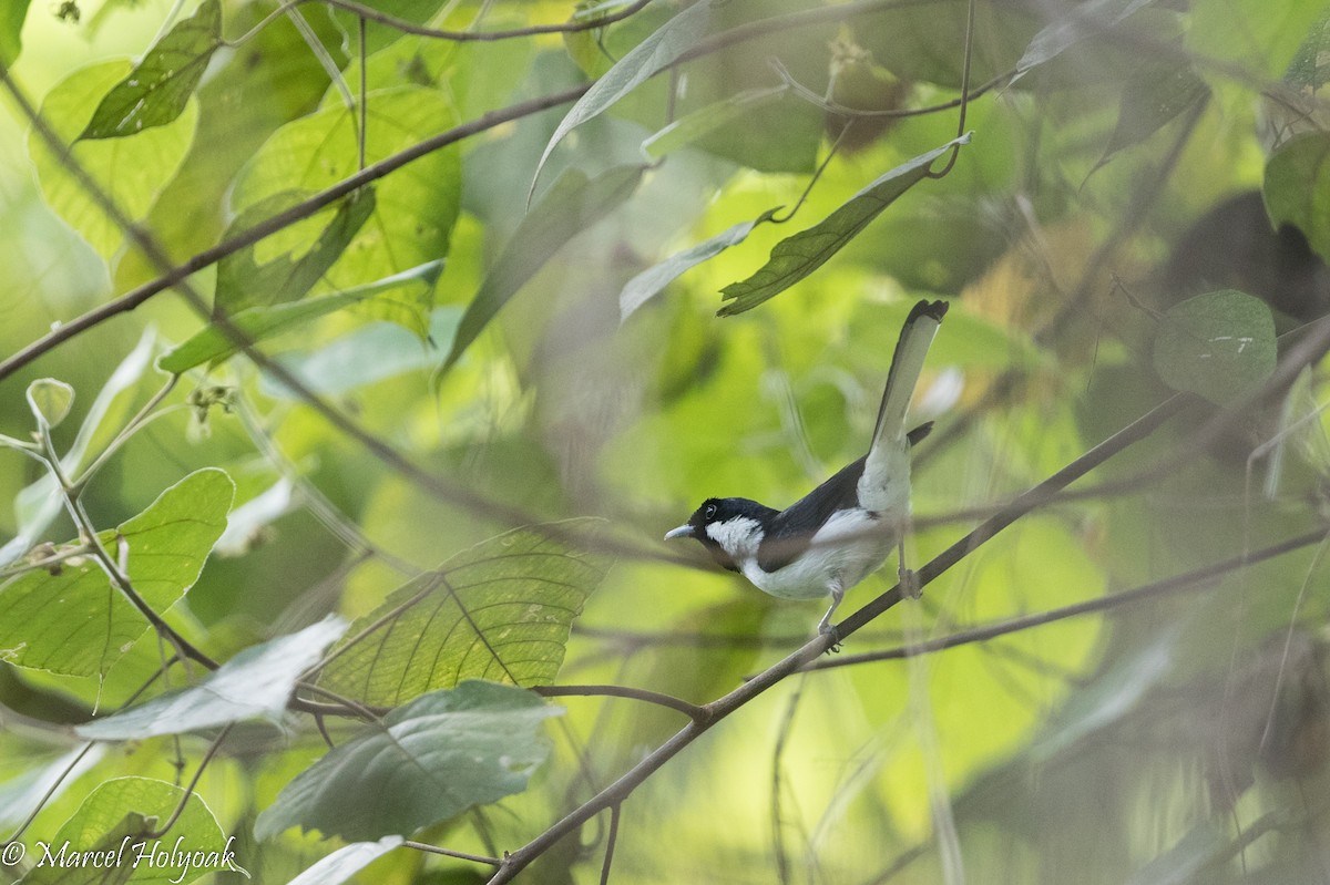 Black-tipped Monarch - ML525393421