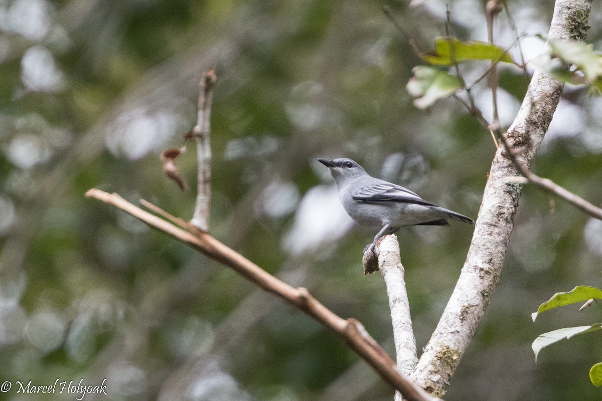 Pale Cicadabird - ML525394101