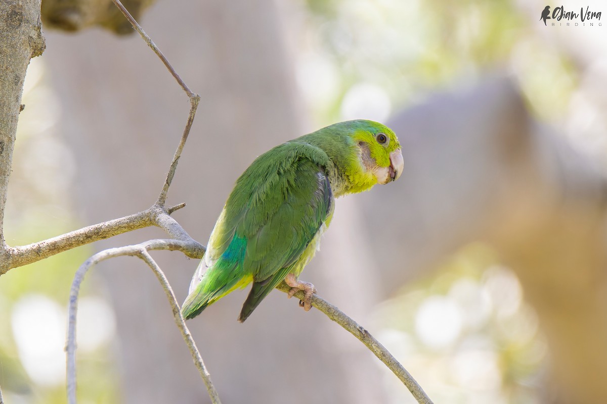 Pacific Parrotlet - Giancarlo Vera