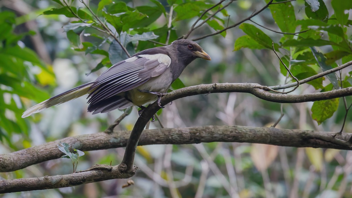 White-winged Magpie (Black-tailed) - Mengshuai Ge