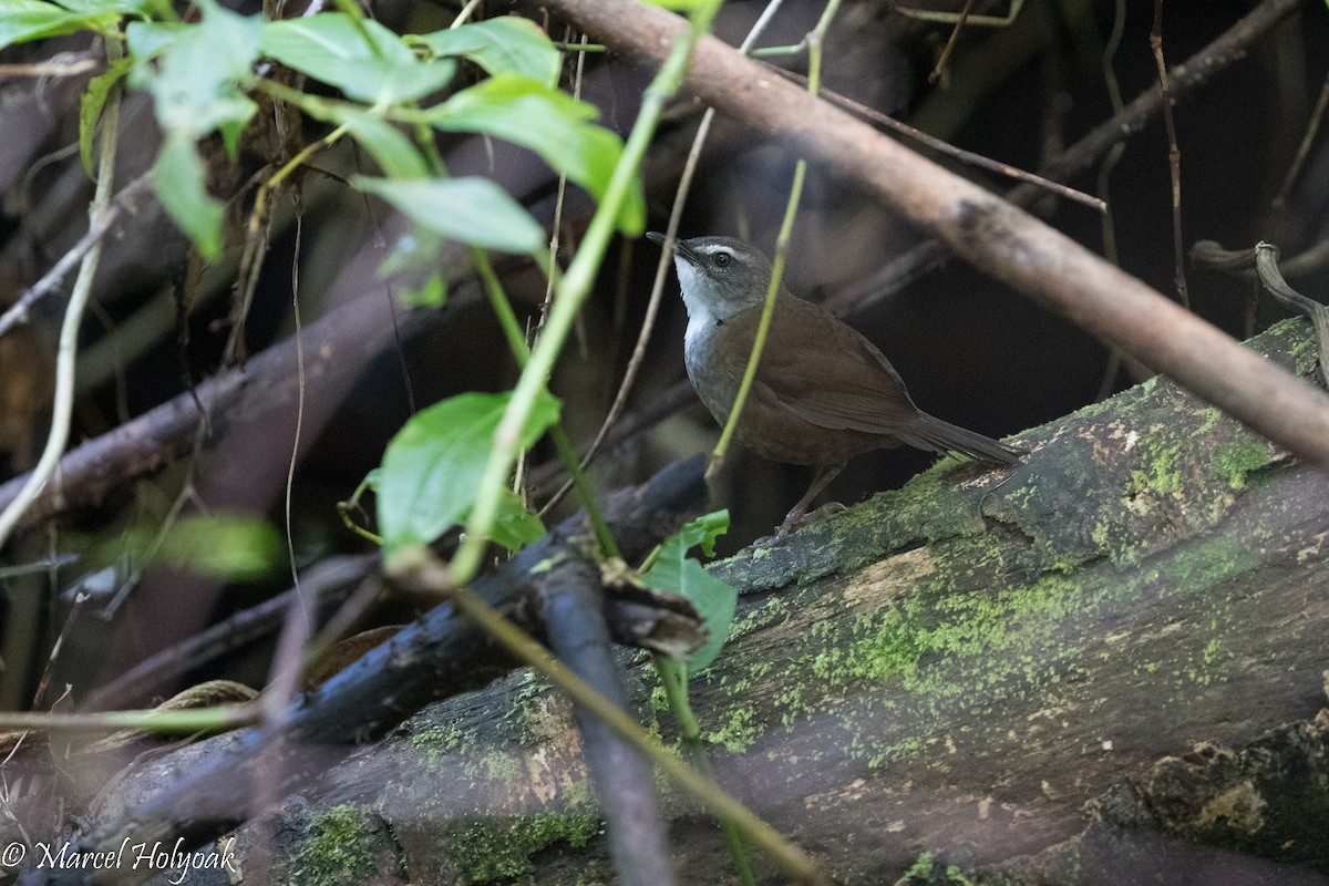 Buru Bush Warbler - Marcel Holyoak