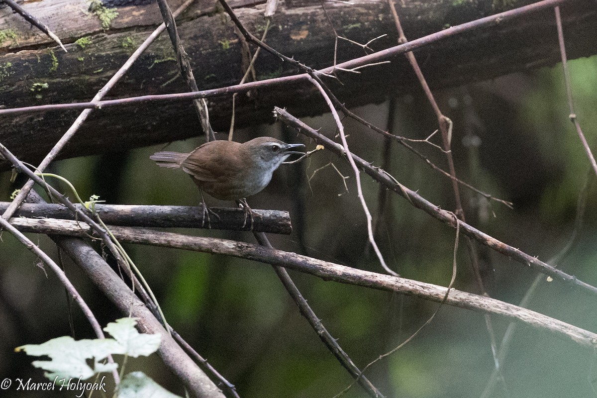 Buru Bush Warbler - ML525394531