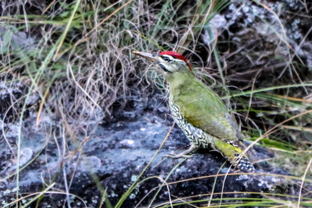 Scaly-bellied Woodpecker - Vivek Saggar