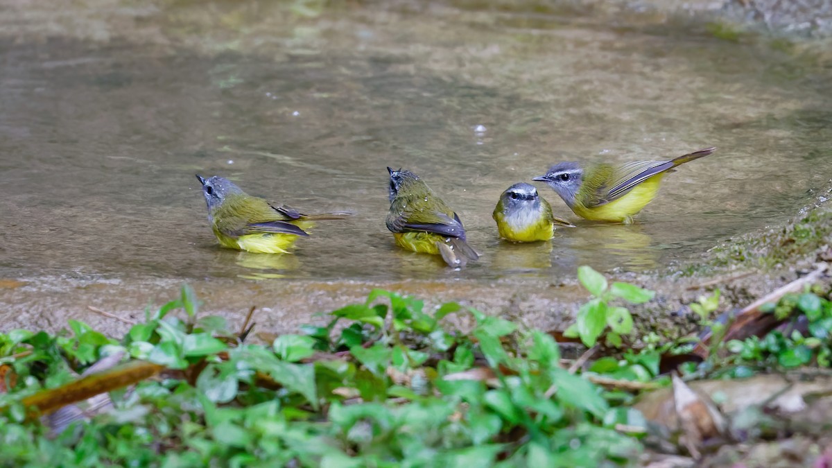 Yellow-bellied Warbler - ML525394951