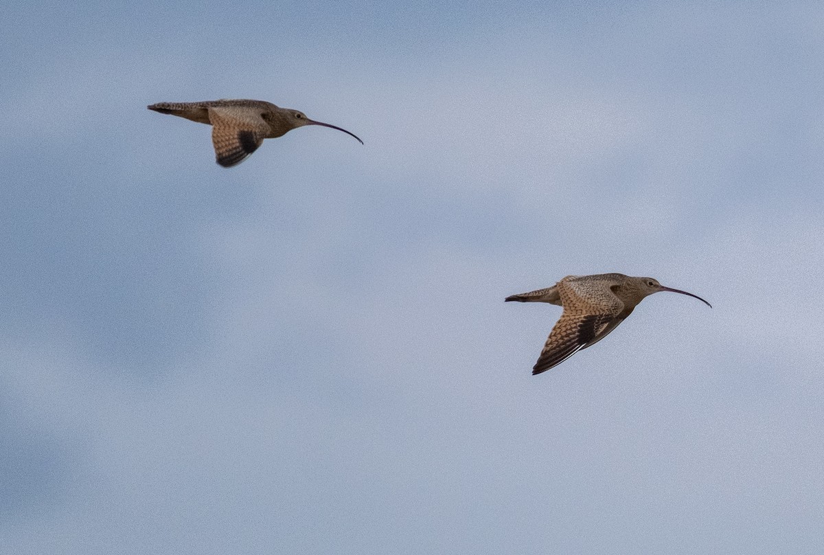 Long-billed Curlew - Albert Gasser