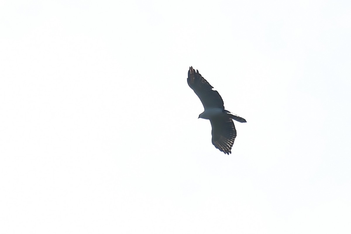 Black-and-white Hawk-Eagle - Maria Jose Lou