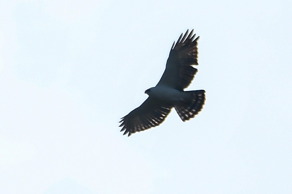 Black-and-white Hawk-Eagle - Maria Jose Lou