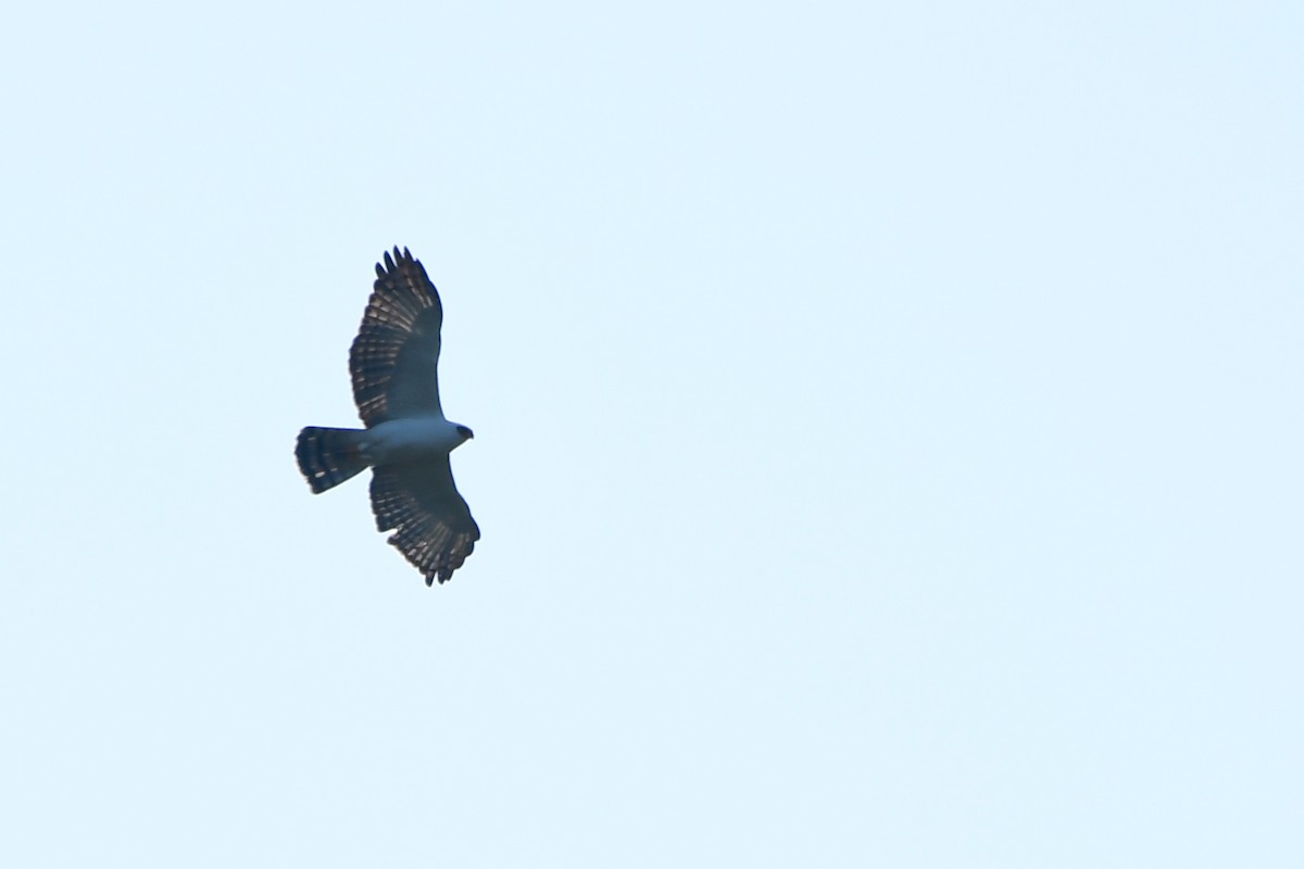 Black-and-white Hawk-Eagle - Maria Jose Lou