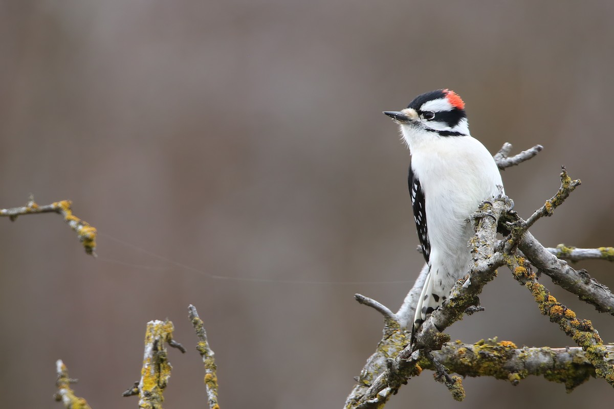 Downy Woodpecker (Rocky Mts.) - Liam Hutcheson