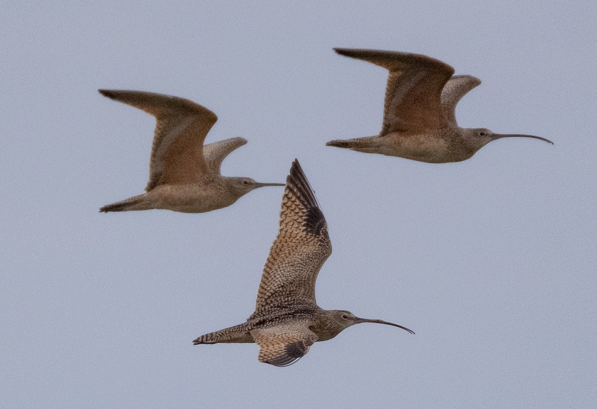 Long-billed Curlew - Albert Gasser