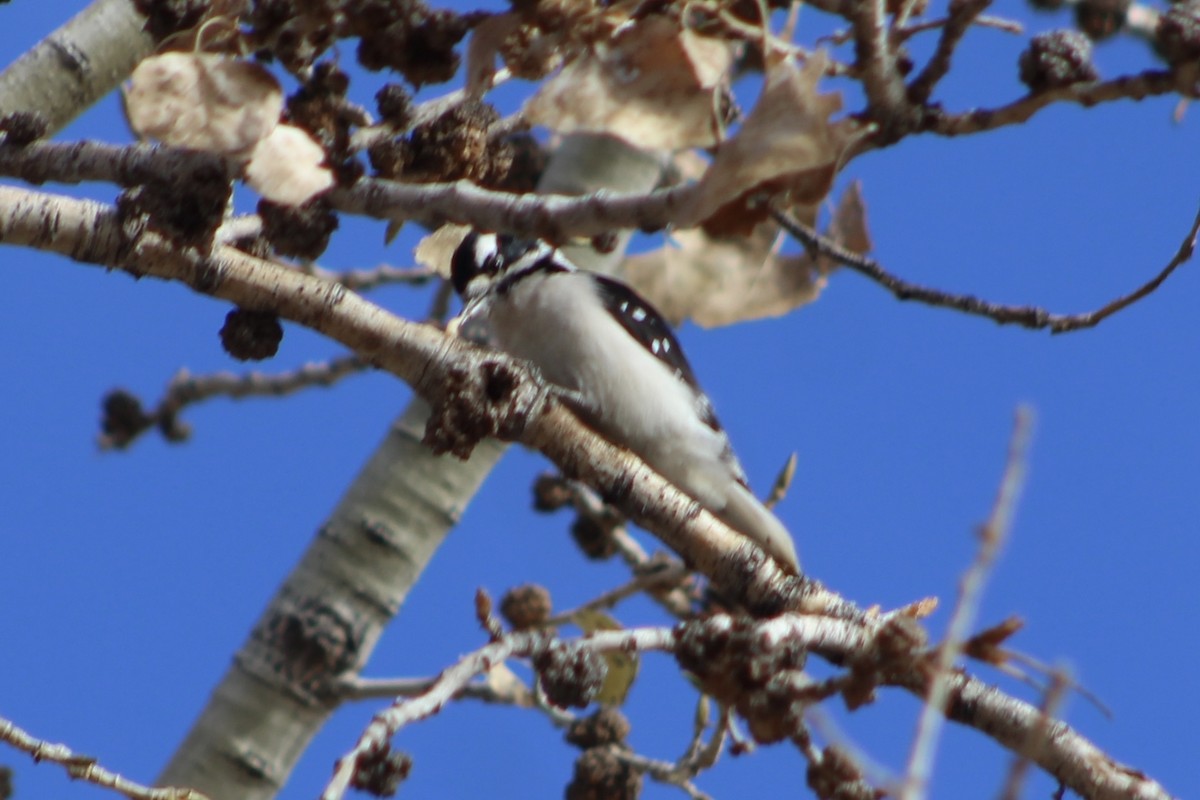 Downy Woodpecker - ML525400521