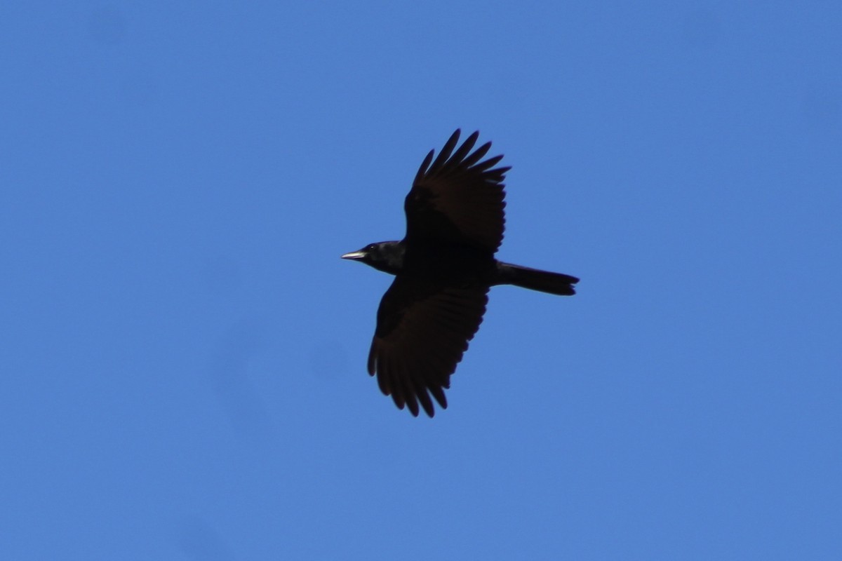 American Crow - ML525400611