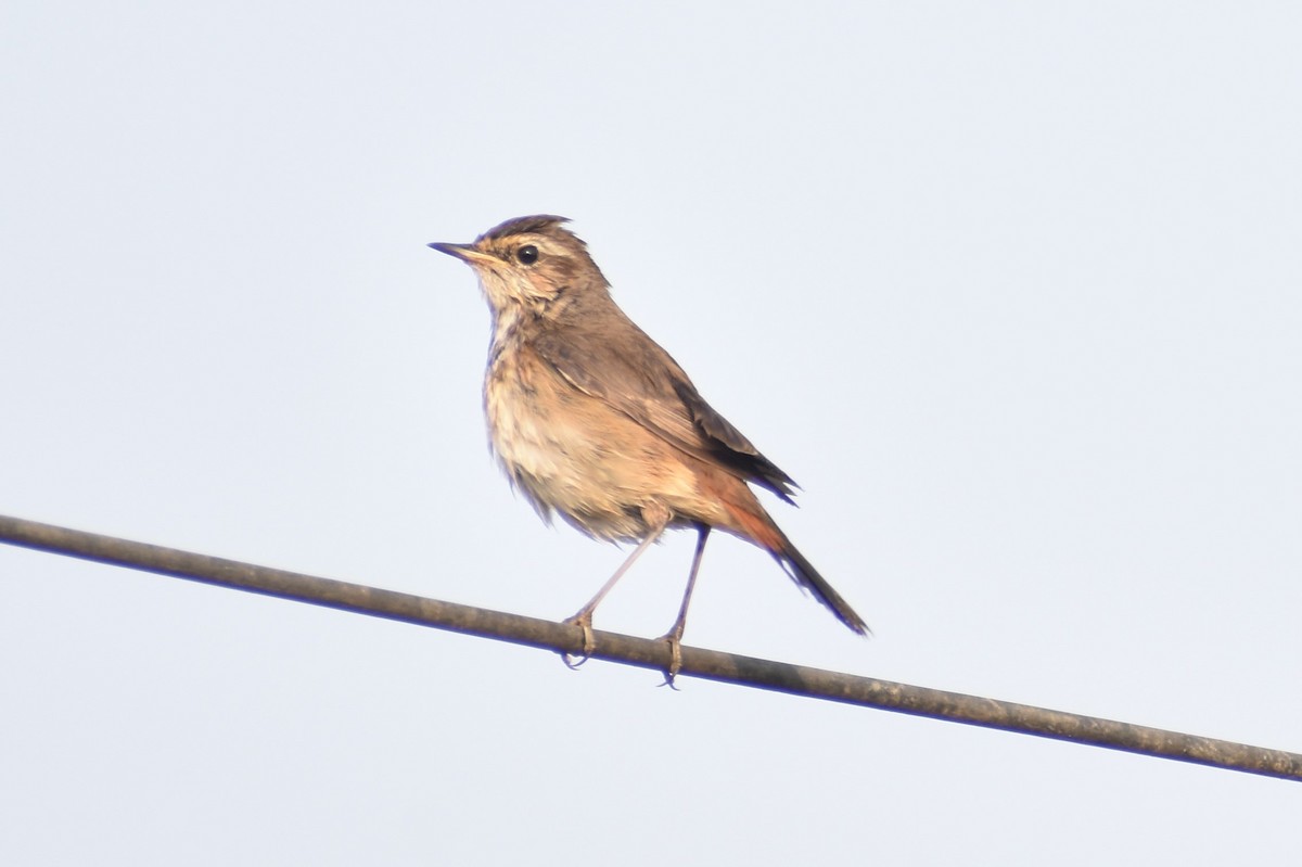 Bluethroat - ML525401701