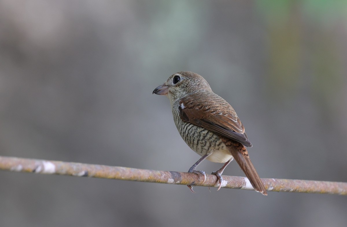 Tiger Shrike - ML525402561