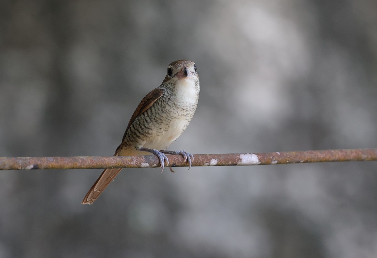 Tiger Shrike - ML525402571