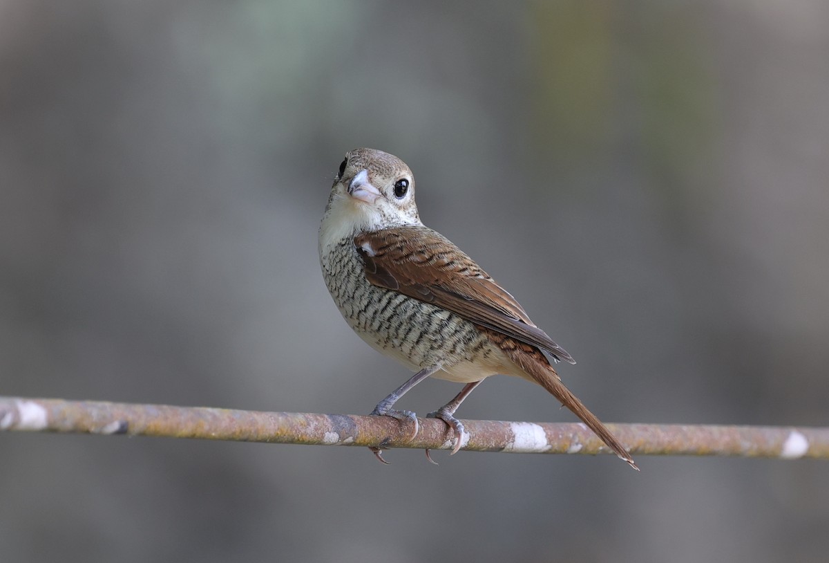 Tiger Shrike - ML525402581