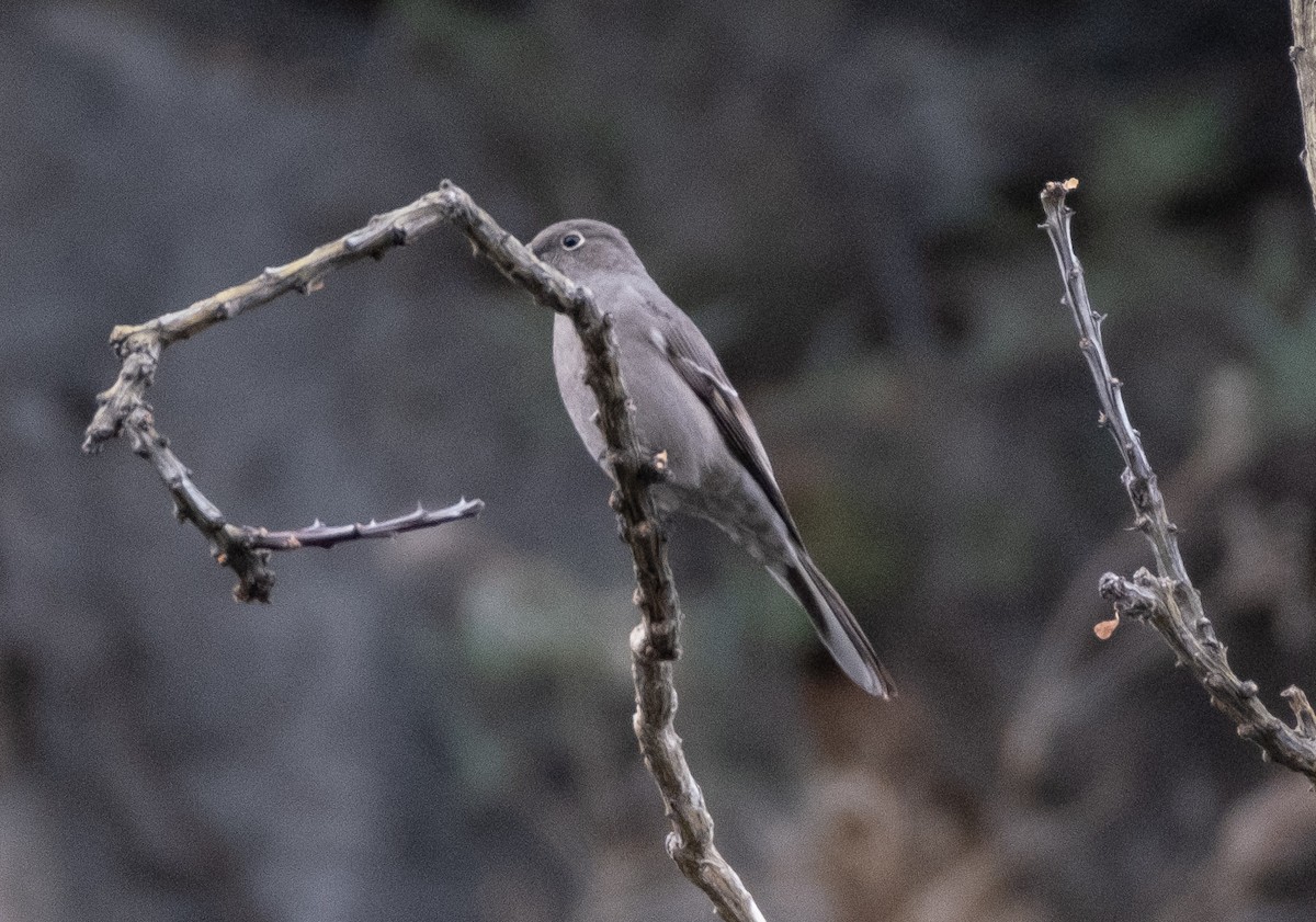 Townsend's Solitaire - ML525402781