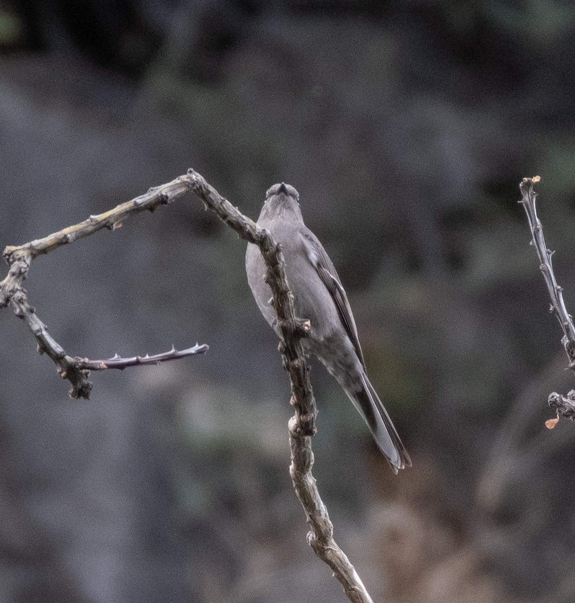 Townsend's Solitaire - ML525402791