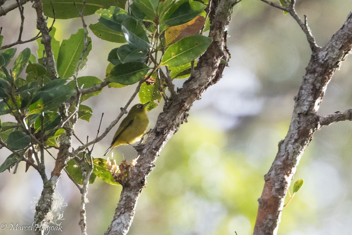 Buru White-eye - Marcel Holyoak