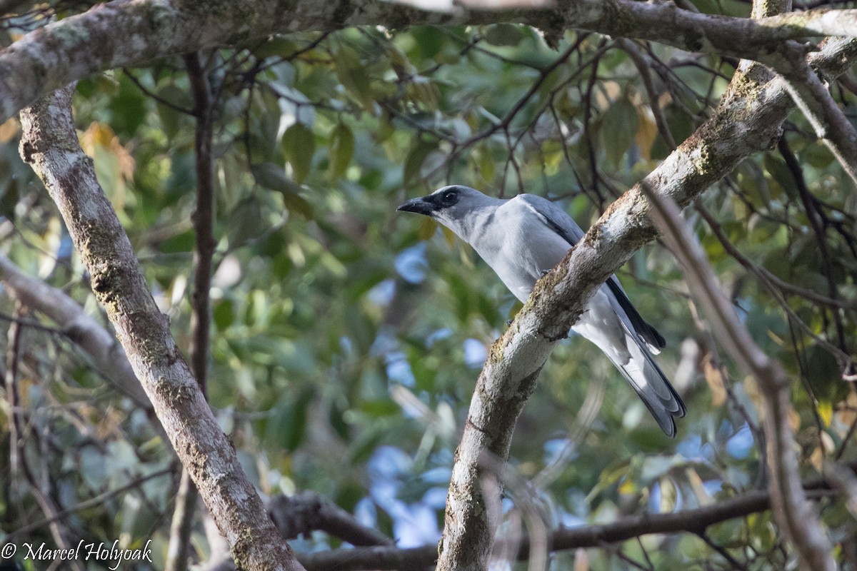 Buru Cuckooshrike - ML525403461