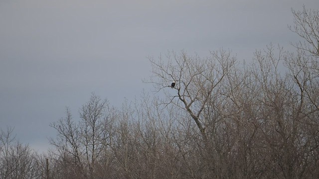 Bald Eagle - ML525403481