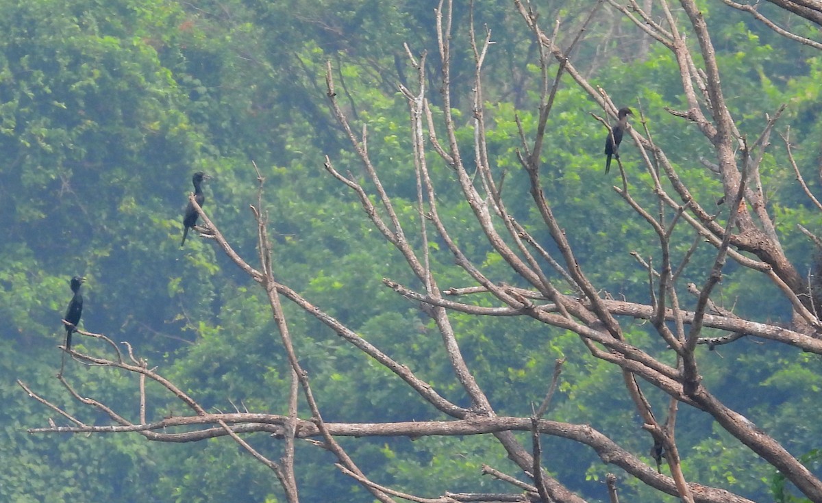 Little Cormorant - ML525404561