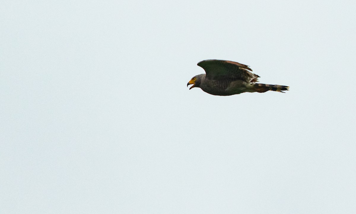 Roadside Hawk - David Monroy Rengifo