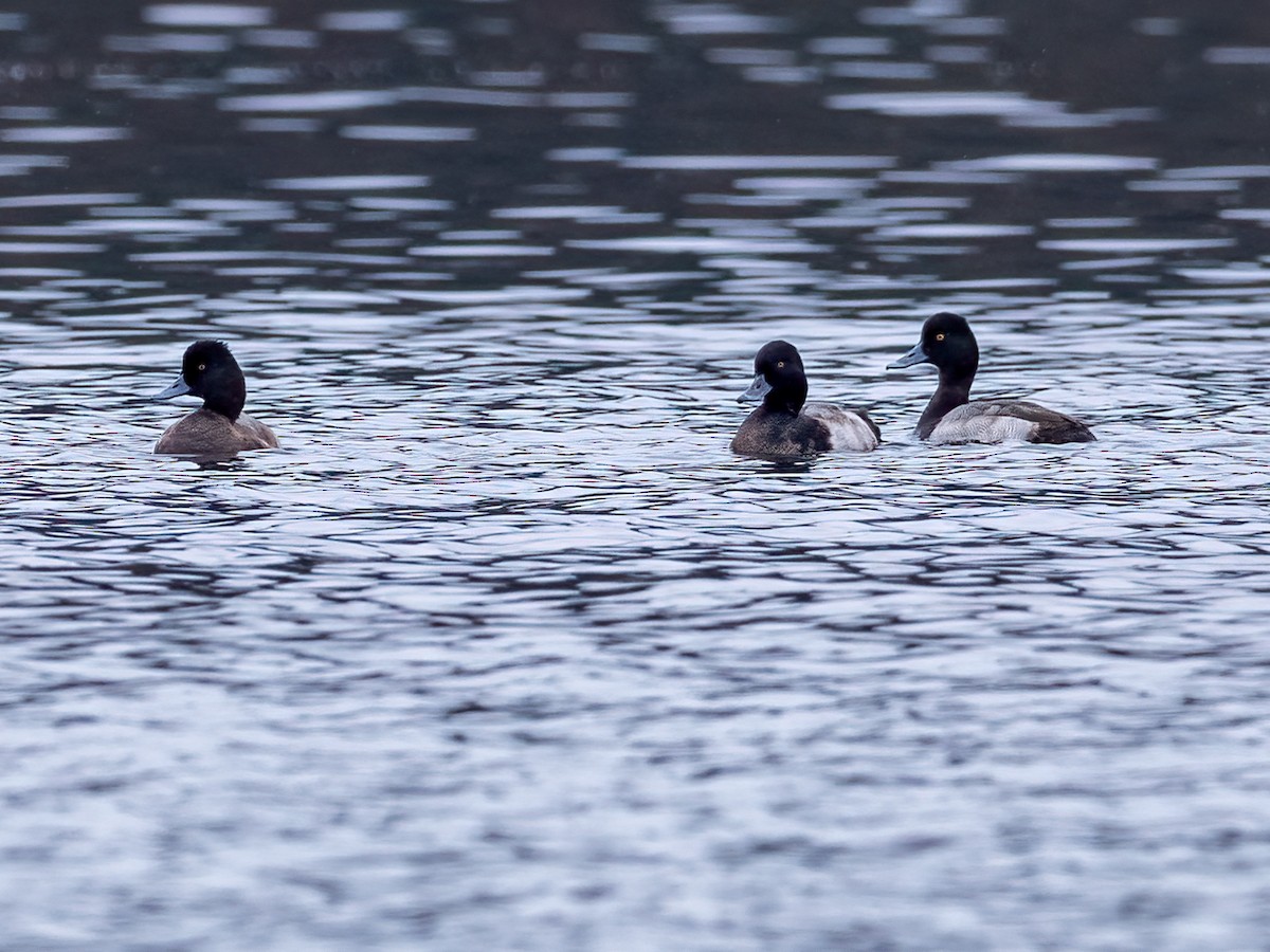 Lesser Scaup - ML525404661