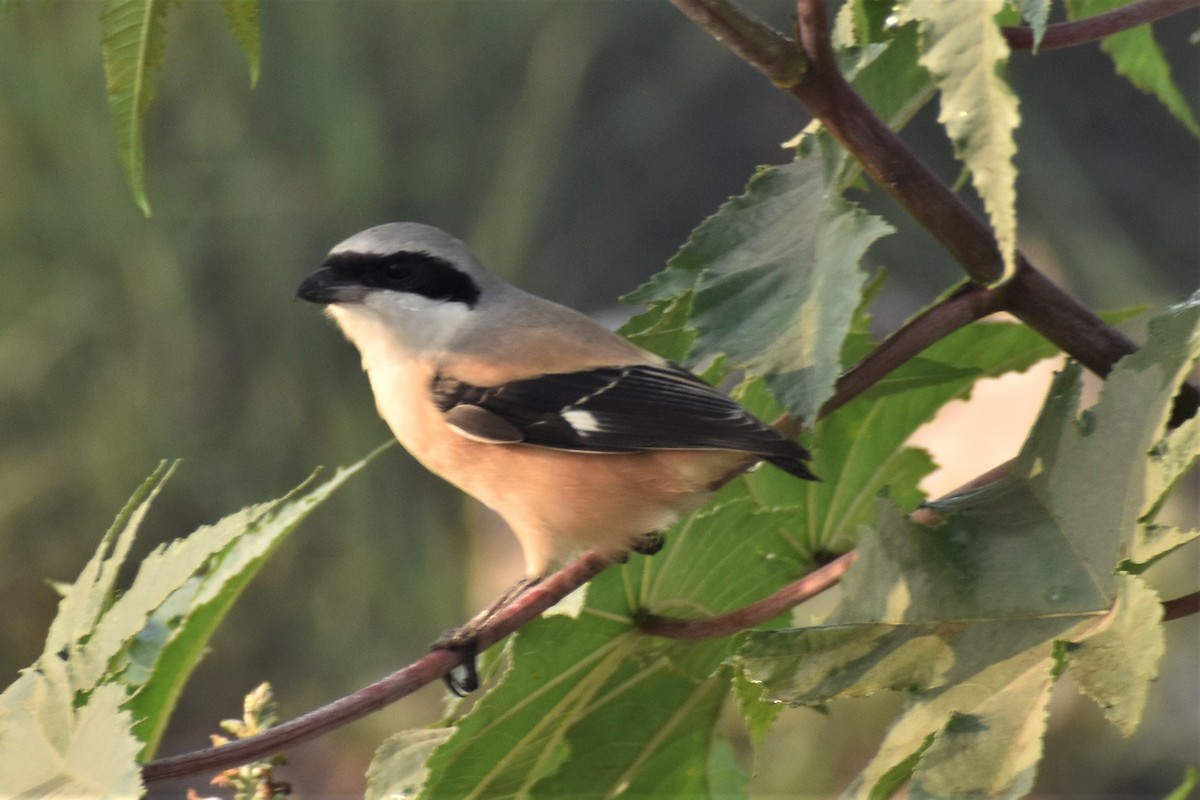 Long-tailed Shrike - ML525404871