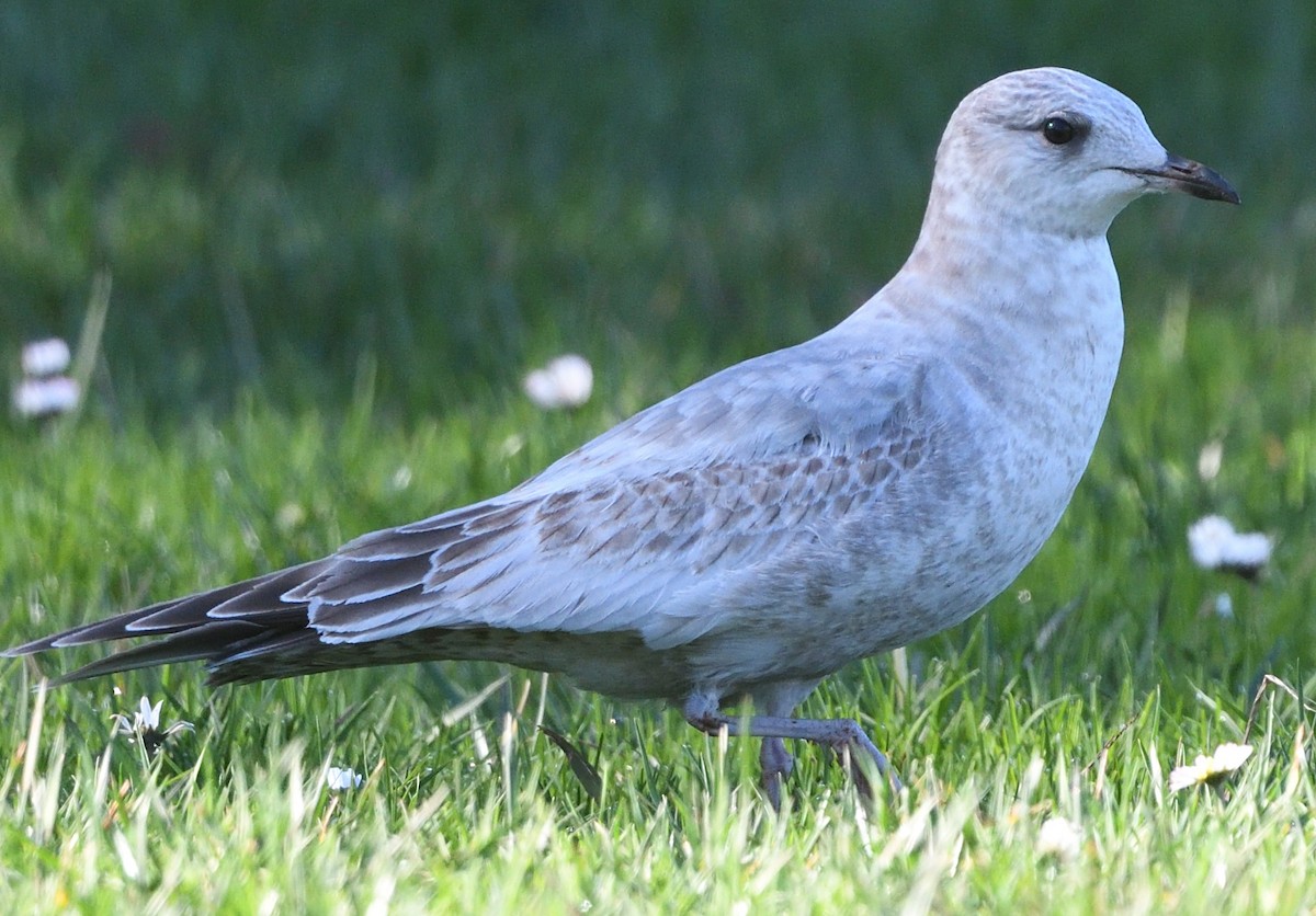 Short-billed Gull - ML525405121