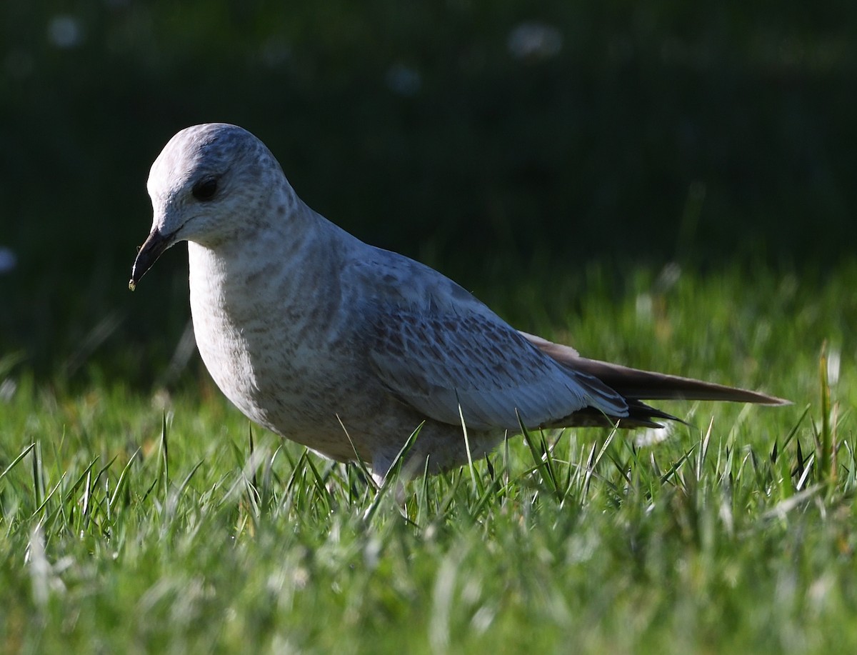 Short-billed Gull - ML525405301