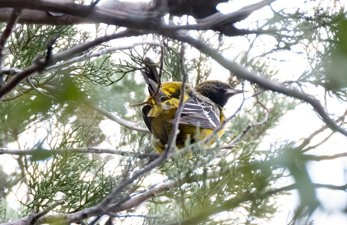 Scott's Oriole - ML525406001