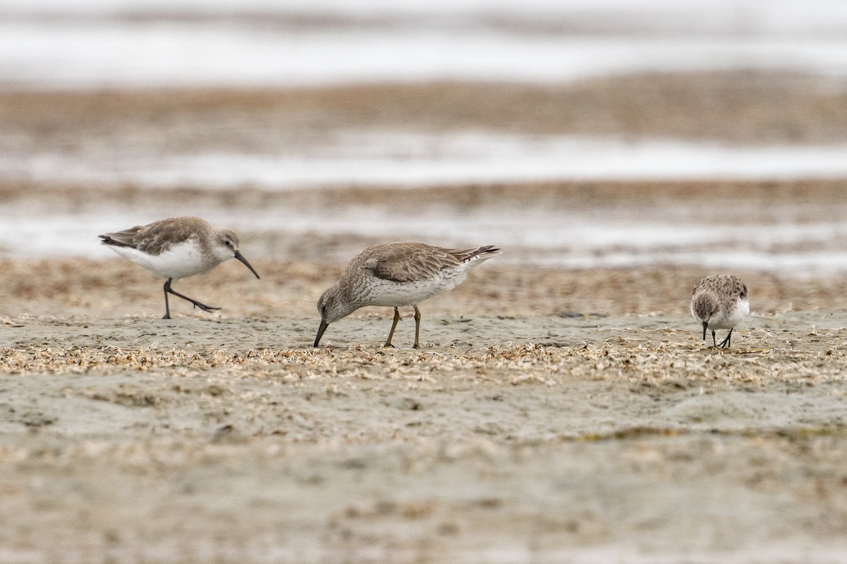 Curlew Sandpiper - Bradley Shields