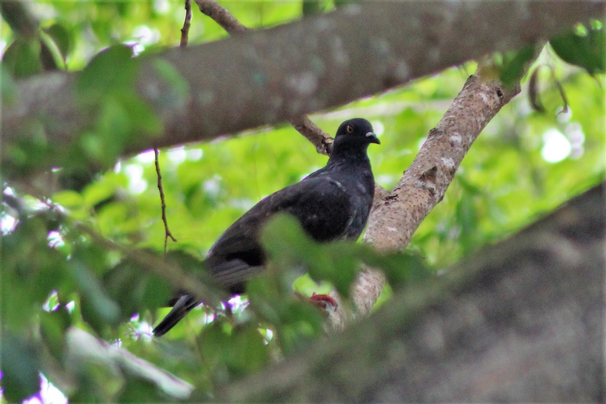 Rock Pigeon (Feral Pigeon) - ML525406491