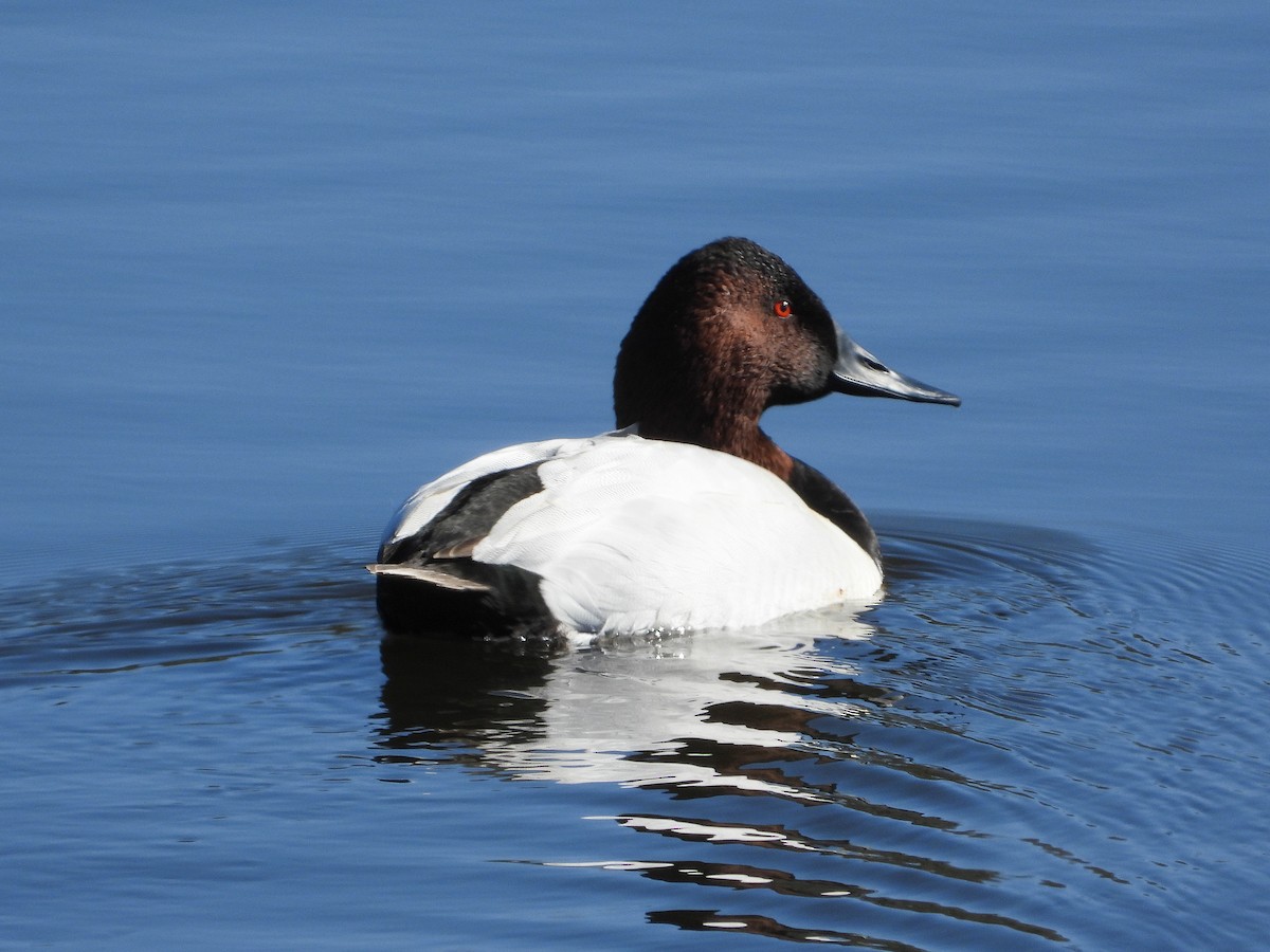 Canvasback - ML525406671