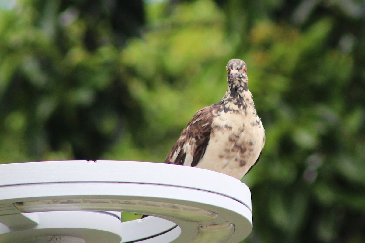 Rock Pigeon (Feral Pigeon) - ML525406731