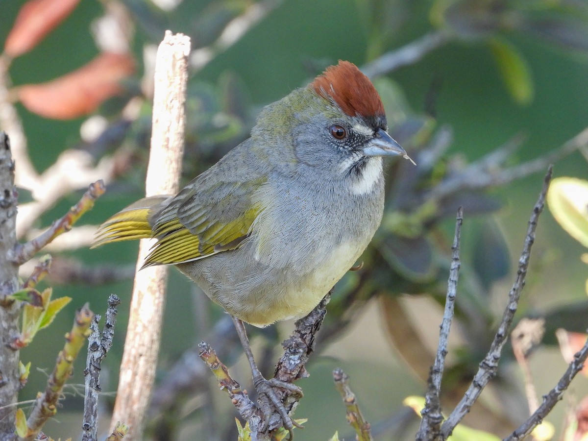 Green-tailed Towhee - James Maley