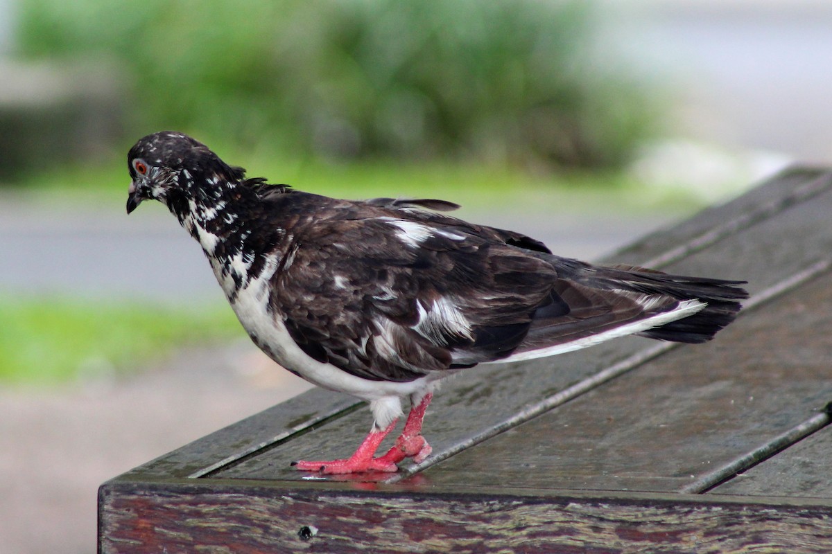 Rock Pigeon (Feral Pigeon) - ML525406831