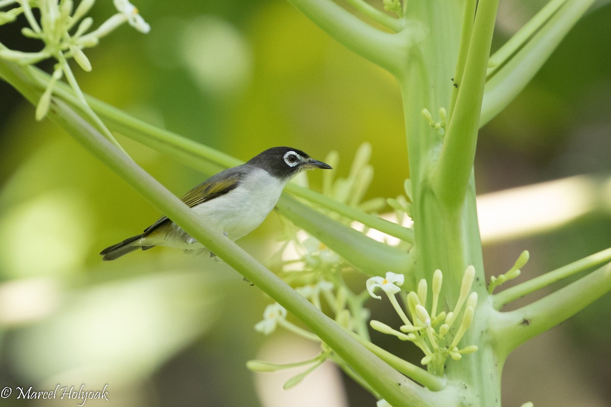 Morotai White-eye - ML525408161
