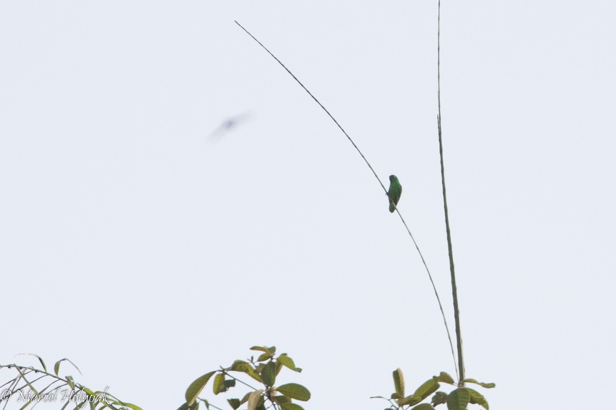 Moluccan Hanging-Parrot - ML525408591