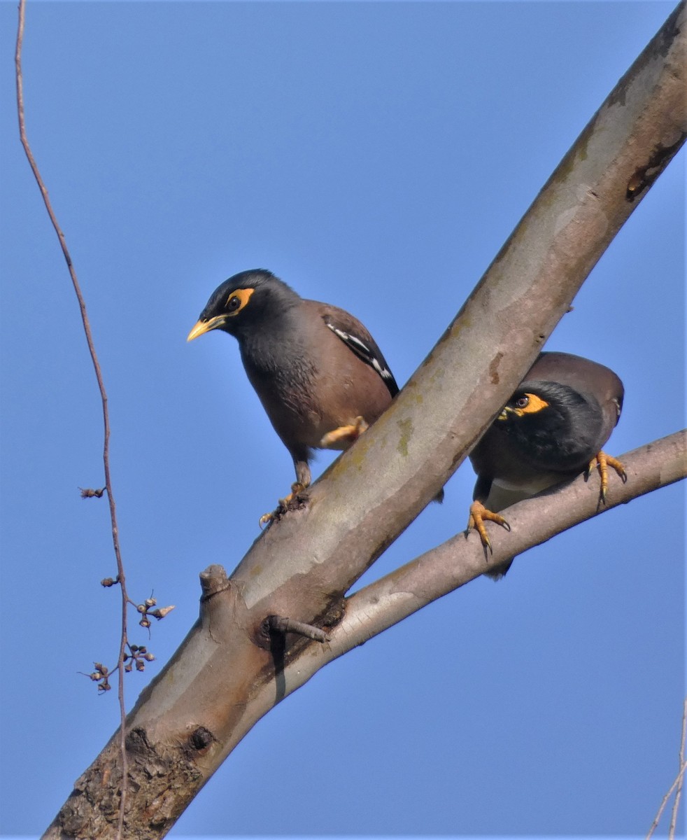 Common Myna - ML525409241