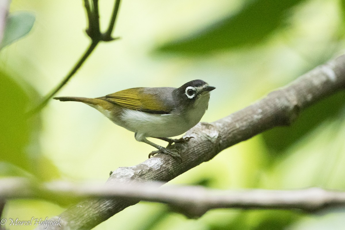 Morotai White-eye - ML525409461