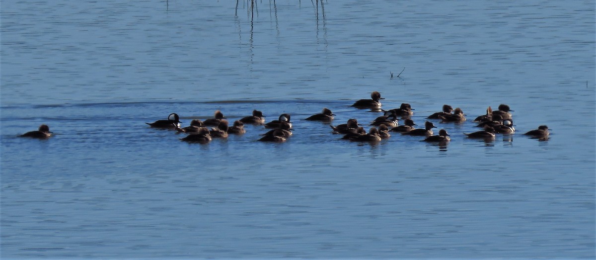Hooded Merganser - ML525409981
