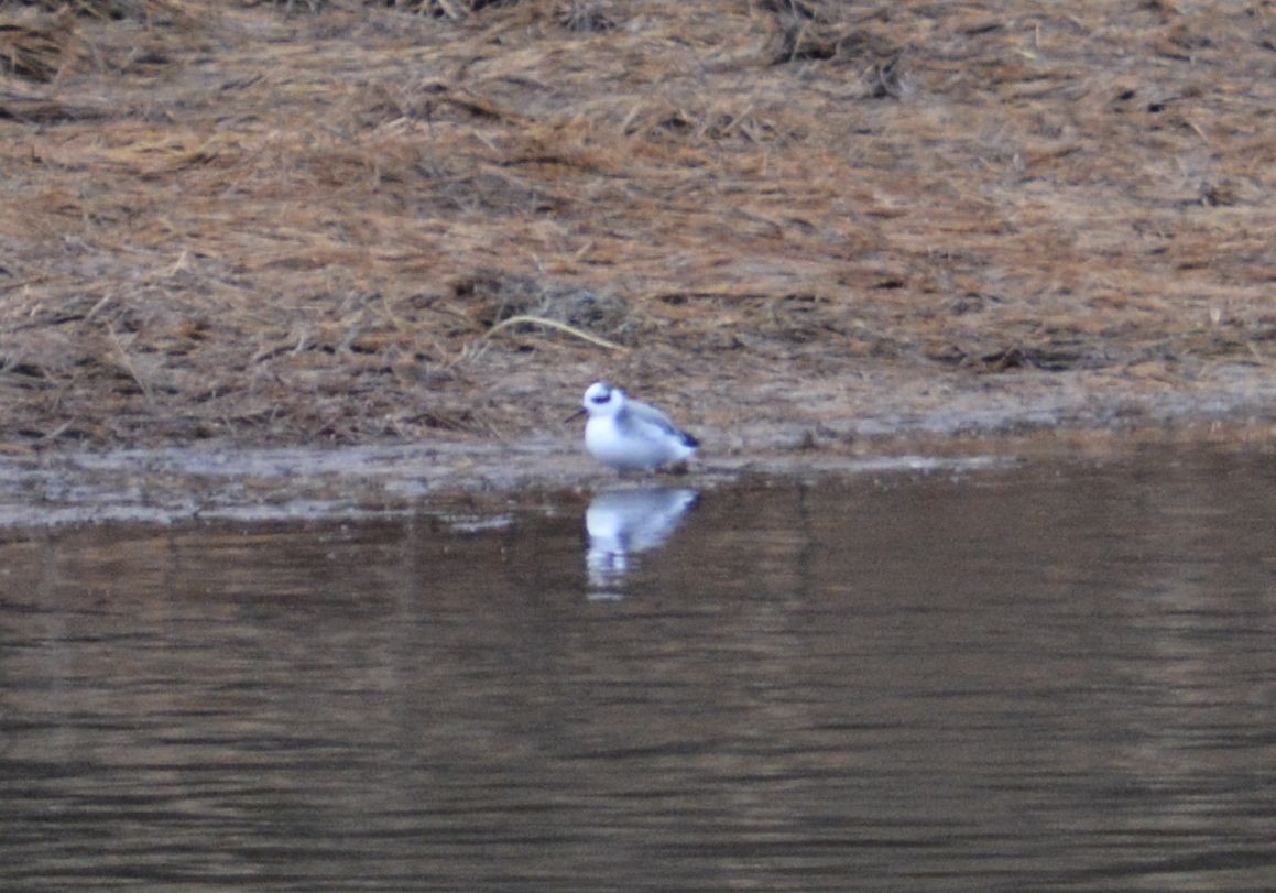 Red Phalarope - Daniel Newberry