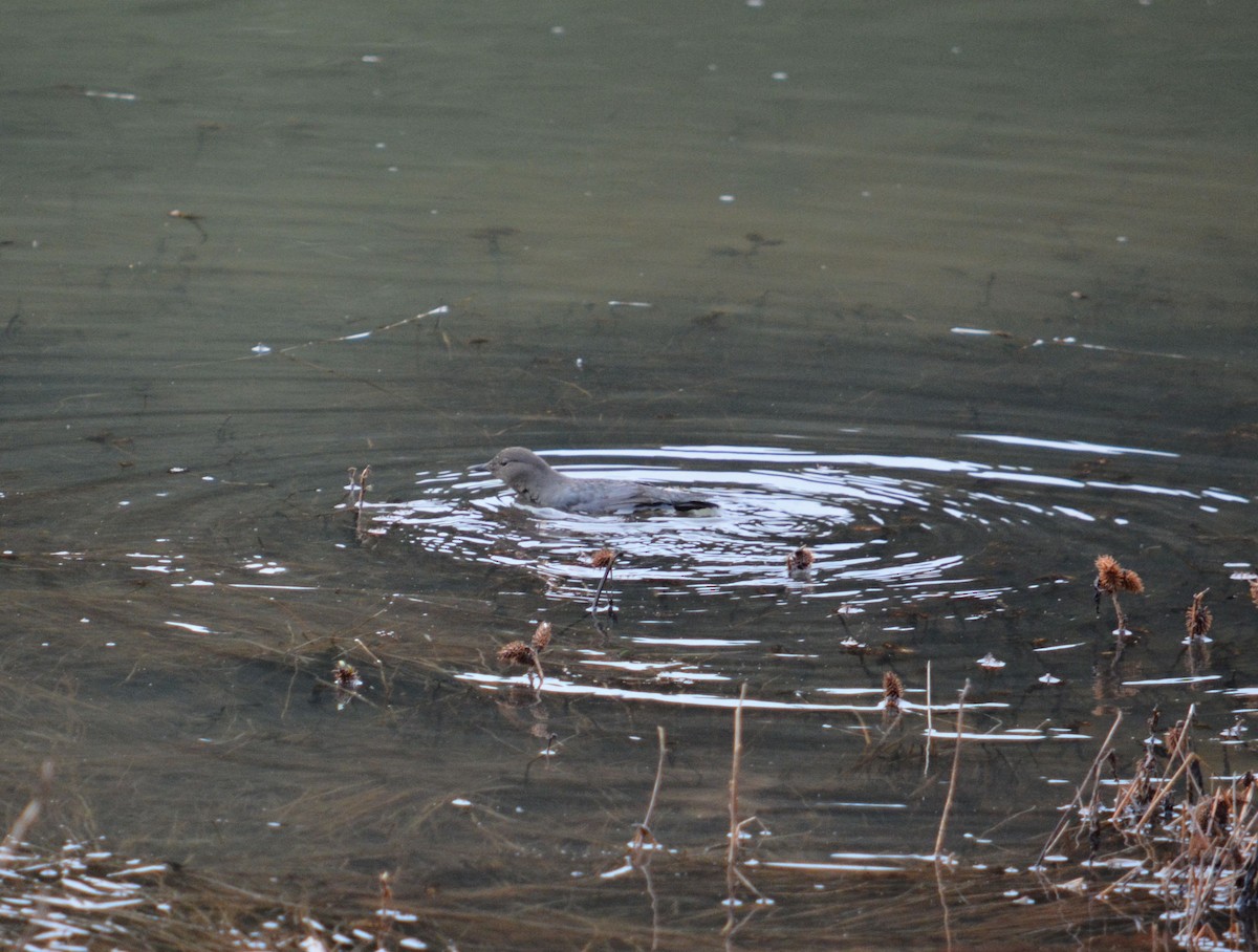 American Dipper - ML525410271