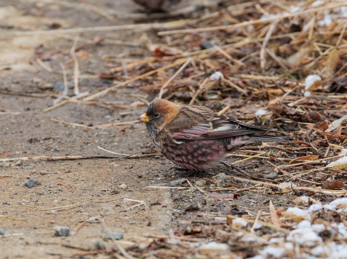 Asian Rosy-Finch - ML525410451