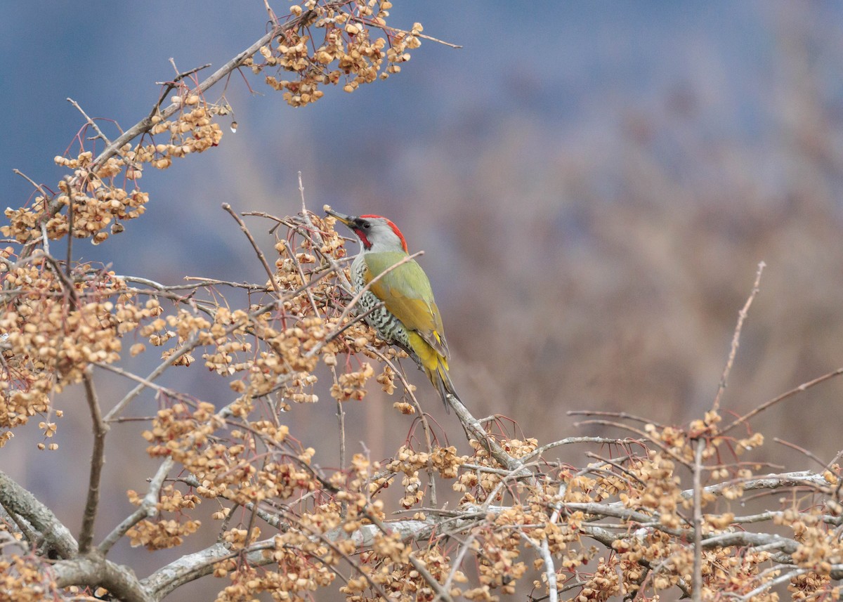 Japanese Woodpecker - ML525410471