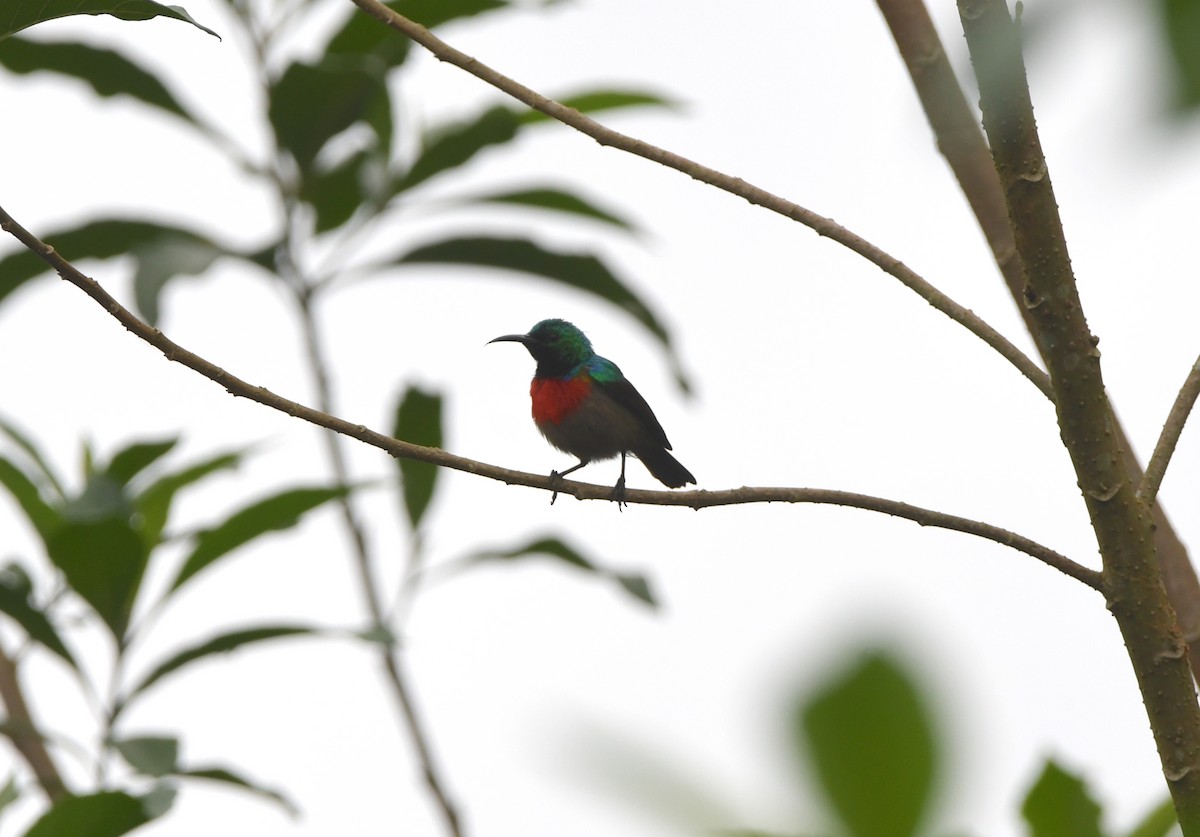 Olive-bellied Sunbird - ML525410581