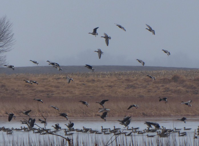 Greater White-fronted Goose - ML52541061